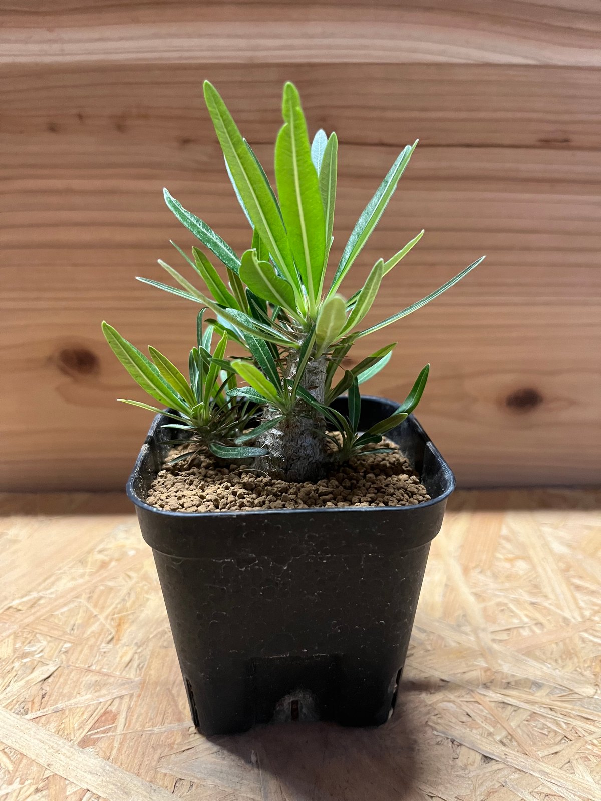 パキポディウム グラキリス 実生 | GREEN LUCK