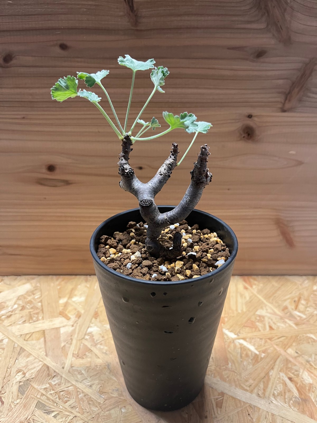 ペラルゴニウム ミラビレ | GREEN LUCK