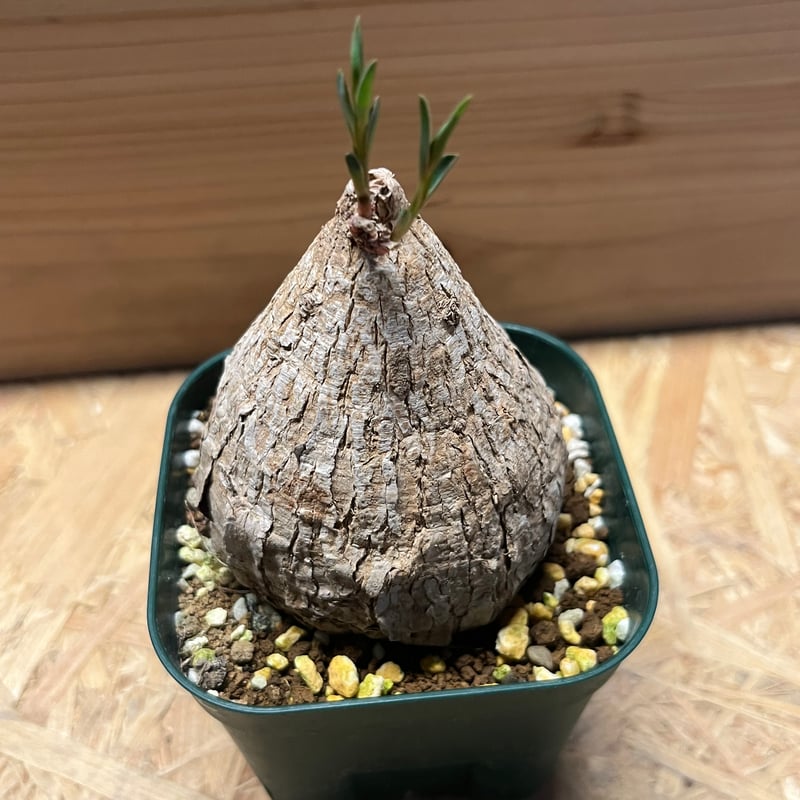 ユーフォルビア トリカデニア | GREEN LUCK