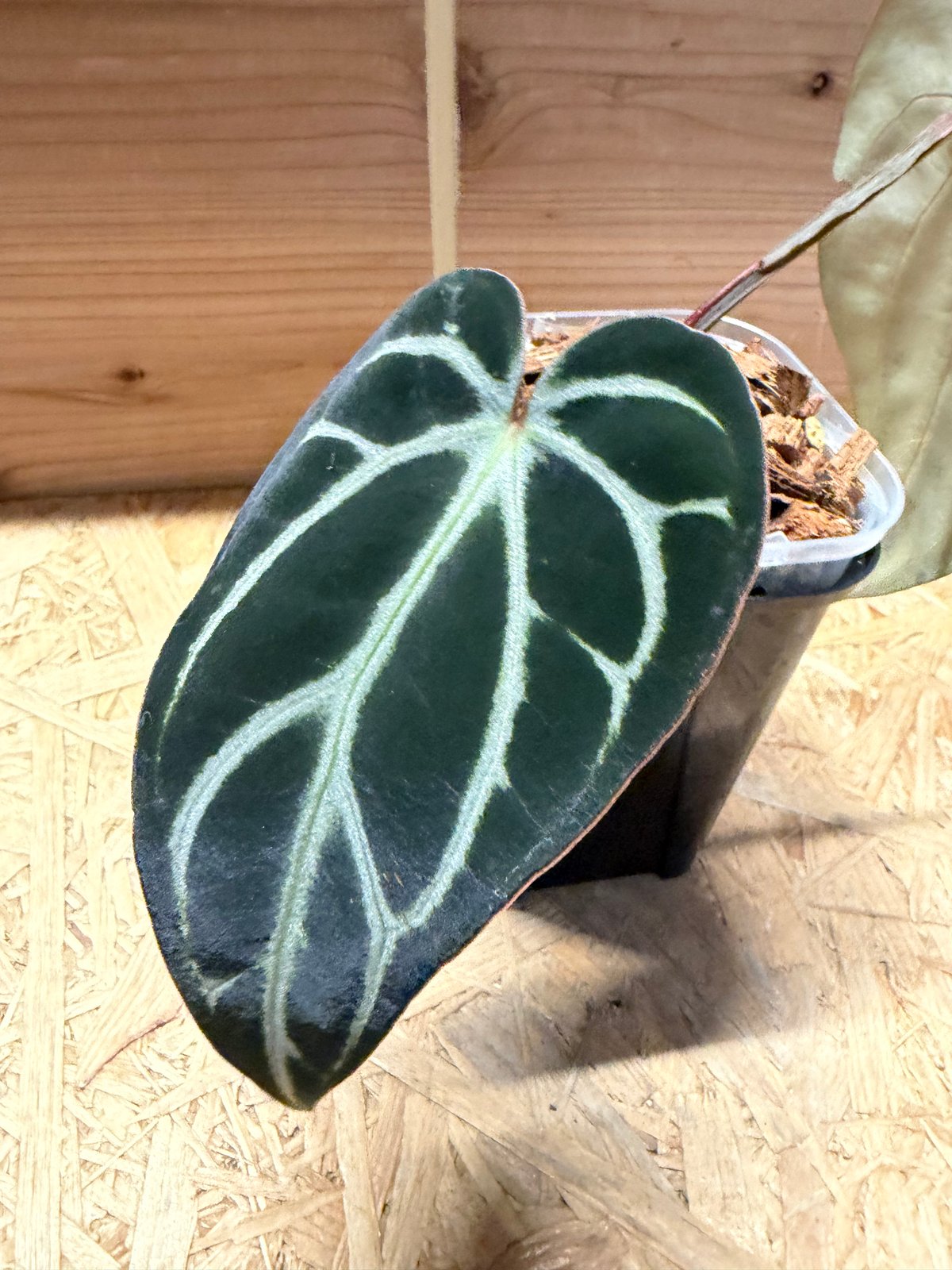 アンスリウム カーラブラッキー ナロー | GREEN LUCK