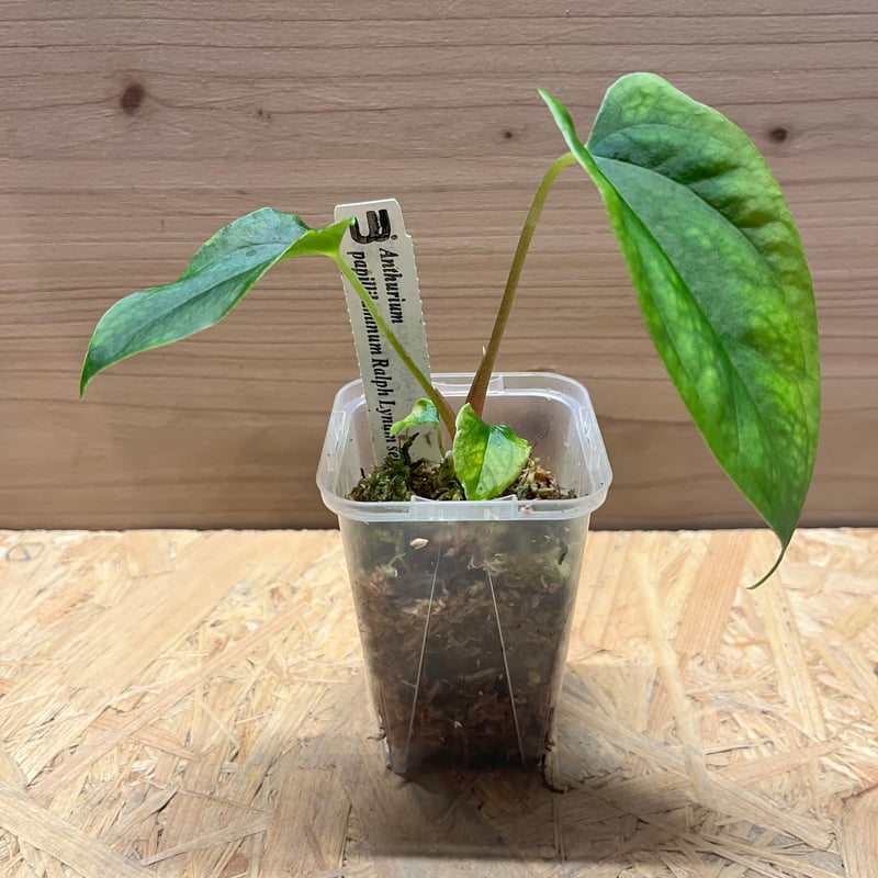 アンスリウム　(パピリラミナム × サブシグナツム) x ポーティラエ アンスリウム パピリラミナム ラルフライナム | GREEN LUCK
