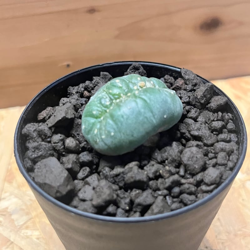 ロフォフォラ 鳥羽玉 綴化 | GREEN LUCK