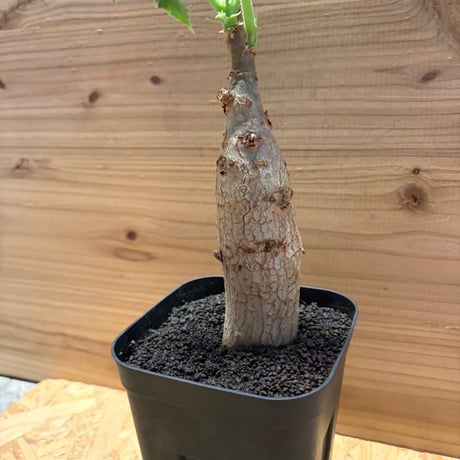 キフォステンマ　ユター