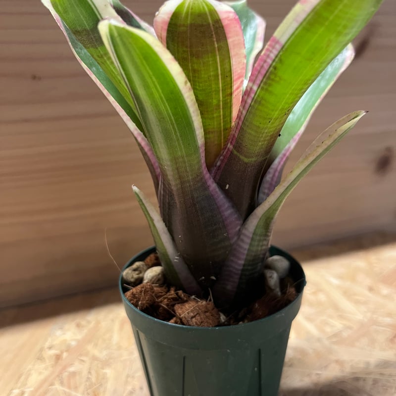 ネオレゲリア クリオ | GREEN LUCK