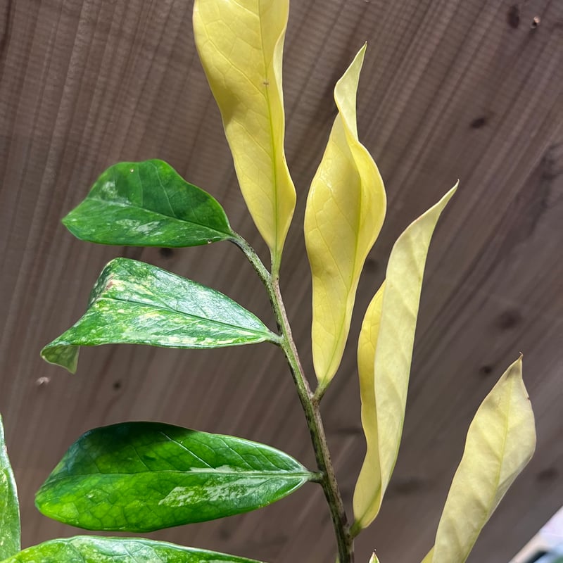 ザミオクルカス ザミフォーリア バリエガータ 斑入り | GREEN LUCK