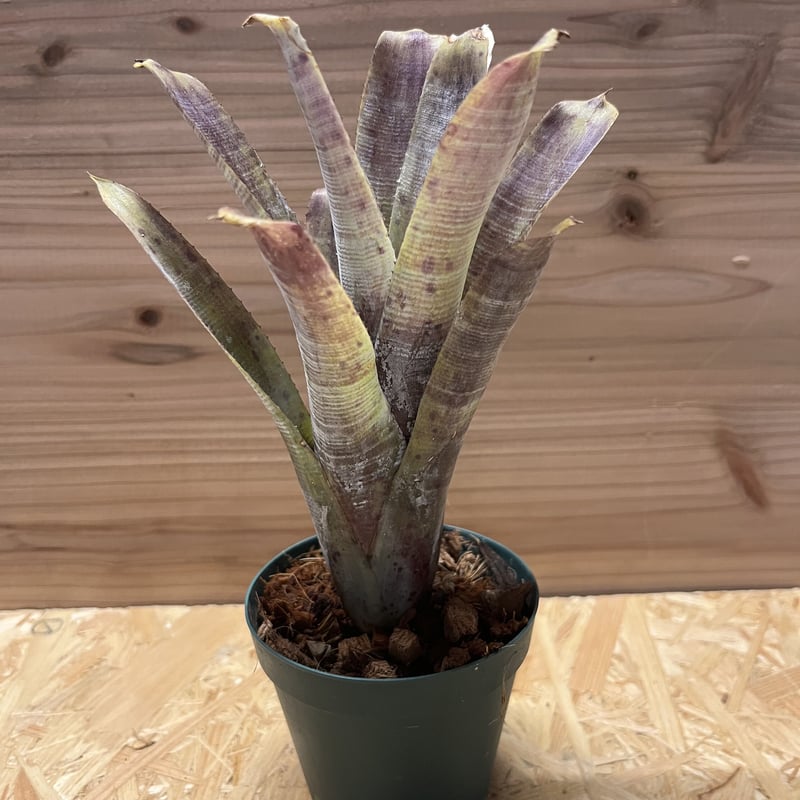 群生 ネオレゲリア パウシフローラ ネオレゲリア・パウシフローラ | TIANA STORE