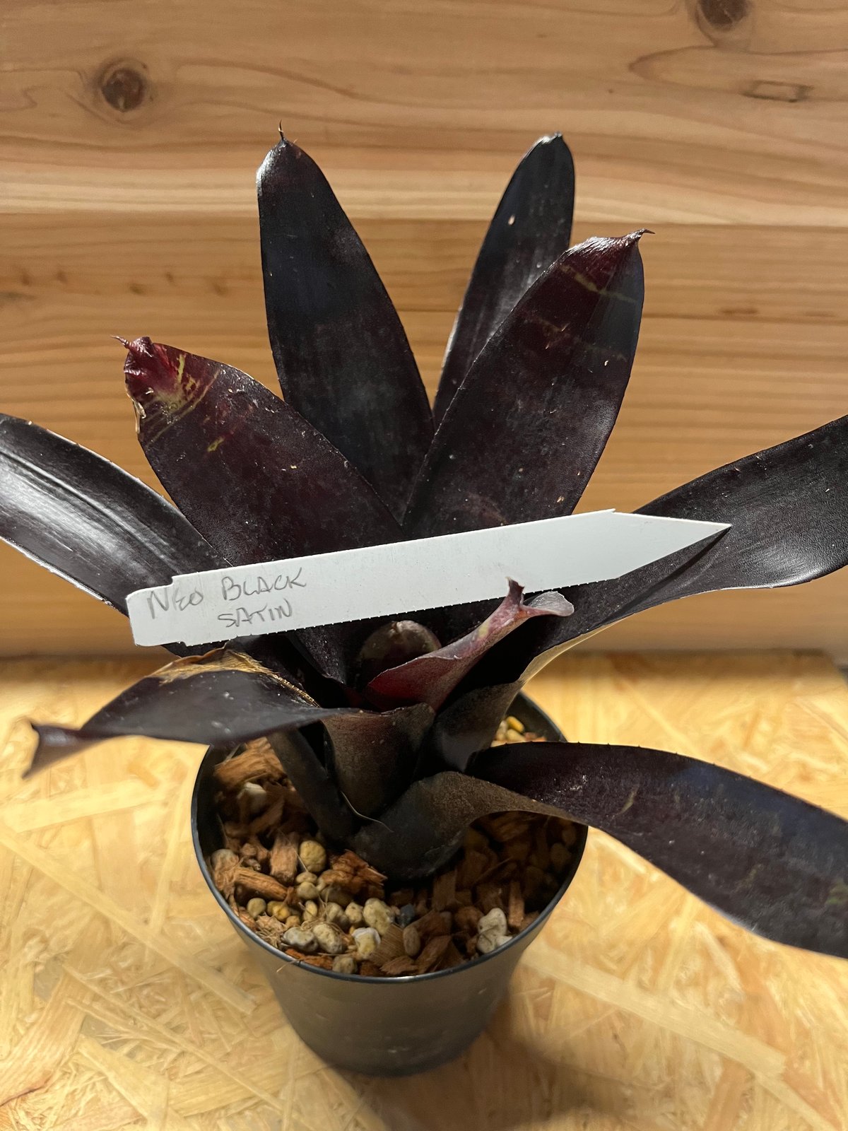 ネオレゲリア ウィルソニアナ ブラックフォーム 希少種 ネオレゲリア