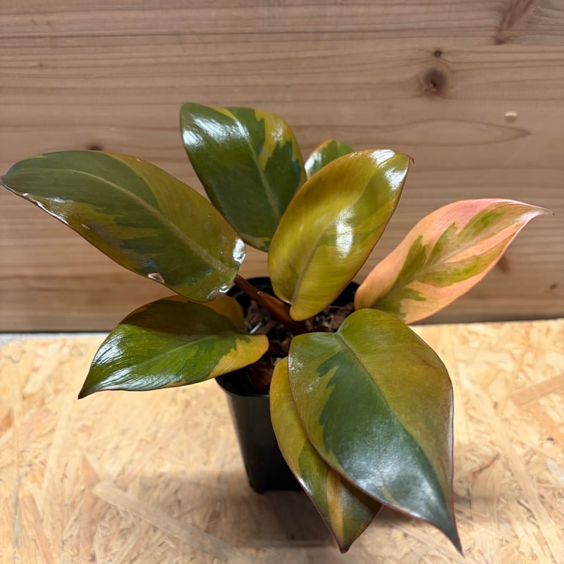フィロデンドロン 'ブラックカーディナル' 斑入り | GREEN LUCK