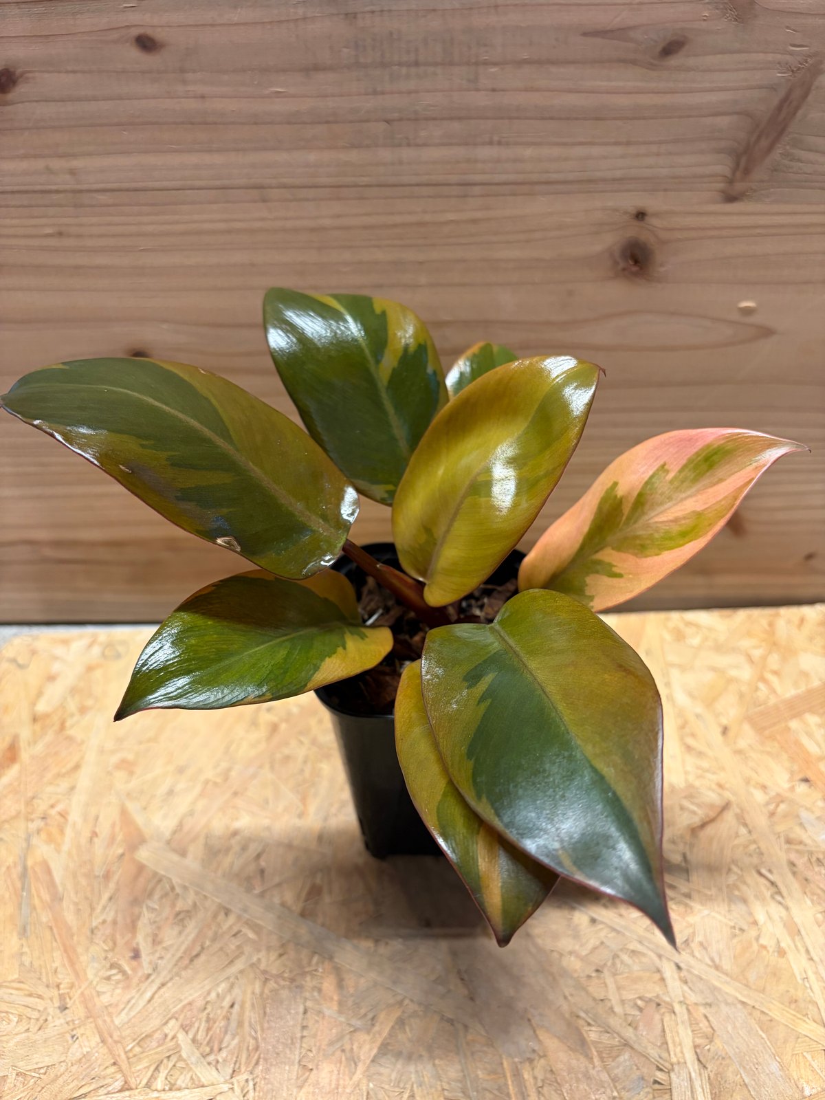 フィロデンドロン 'ブラックカーディナル' 斑入り | GREEN LUCK