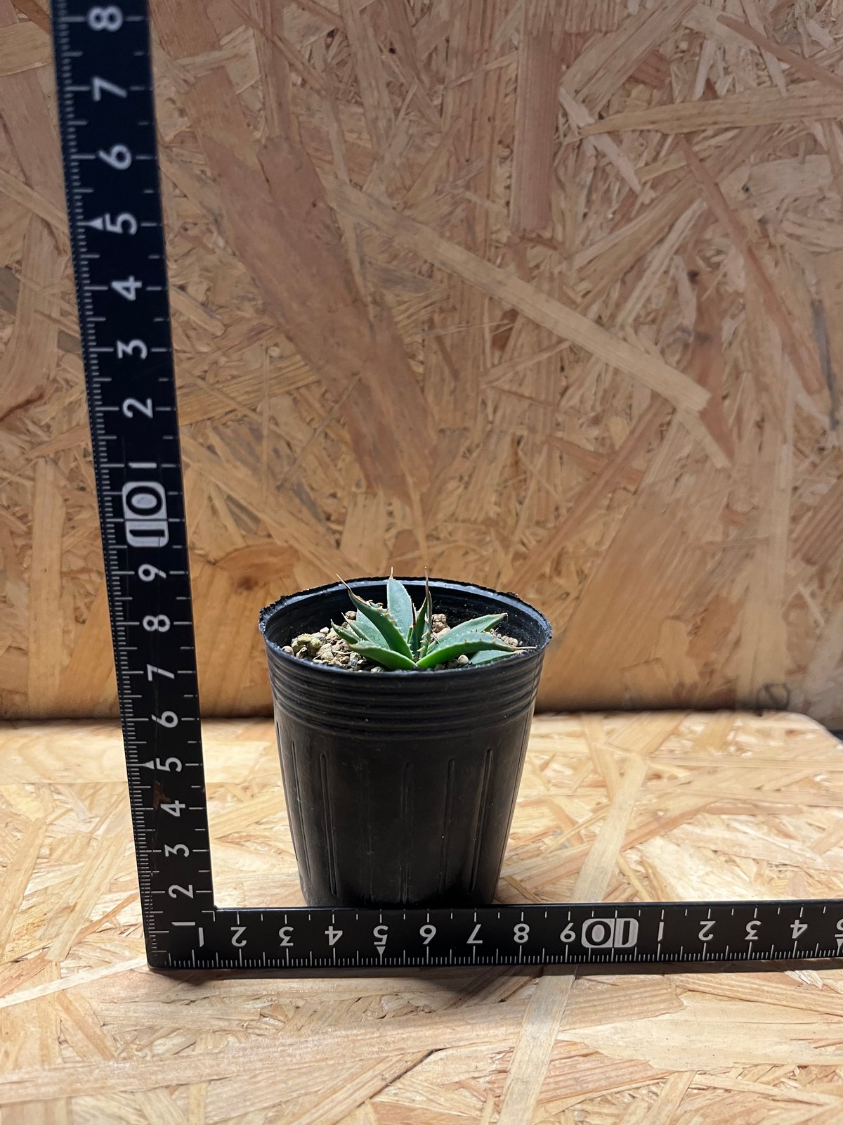 fit=scale-down,w=1200 fit=scale-down,w=1200