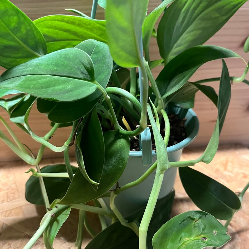 モンステラ 2224 | GREEN LUCK