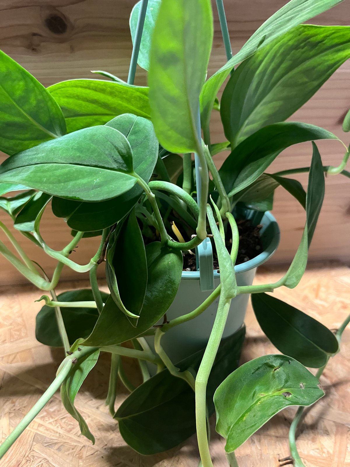 モンステラ 2224 | GREEN LUCK