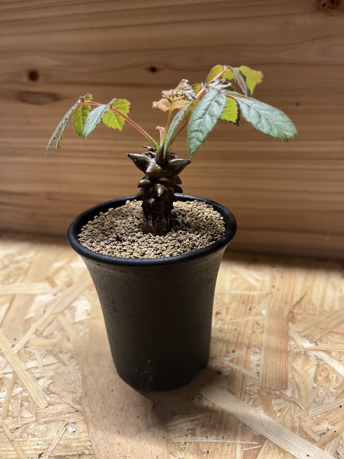 ベイセリア　メキシカーナ ベイセリア・メキシカーナ 9cm鉢 : カクタス長田 Yahoo