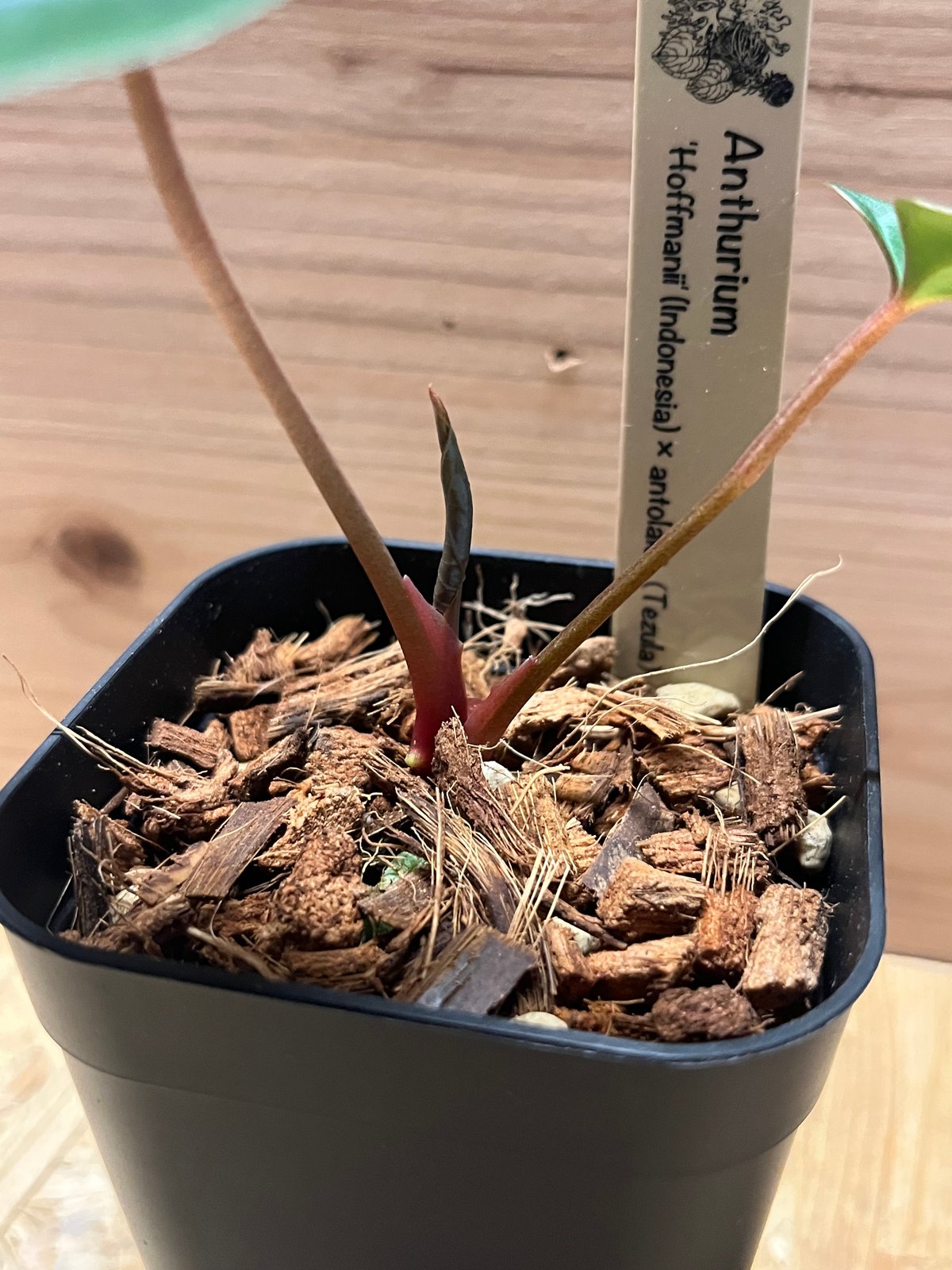 アンスリウム ホフマニーX Anthurium Hoffmanii x アンスリウム ホフマニーX Anthurium Hoffmanii x