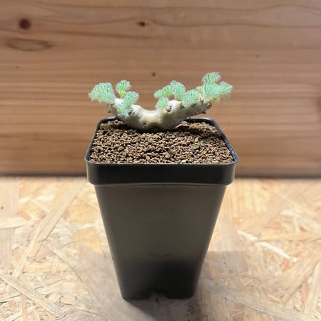 モンソニアムルチフィダ | STORES