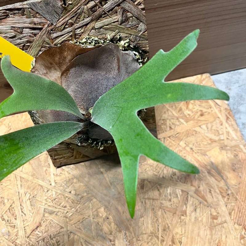 ビカクシダ E-1 スポア | GREEN LUCK