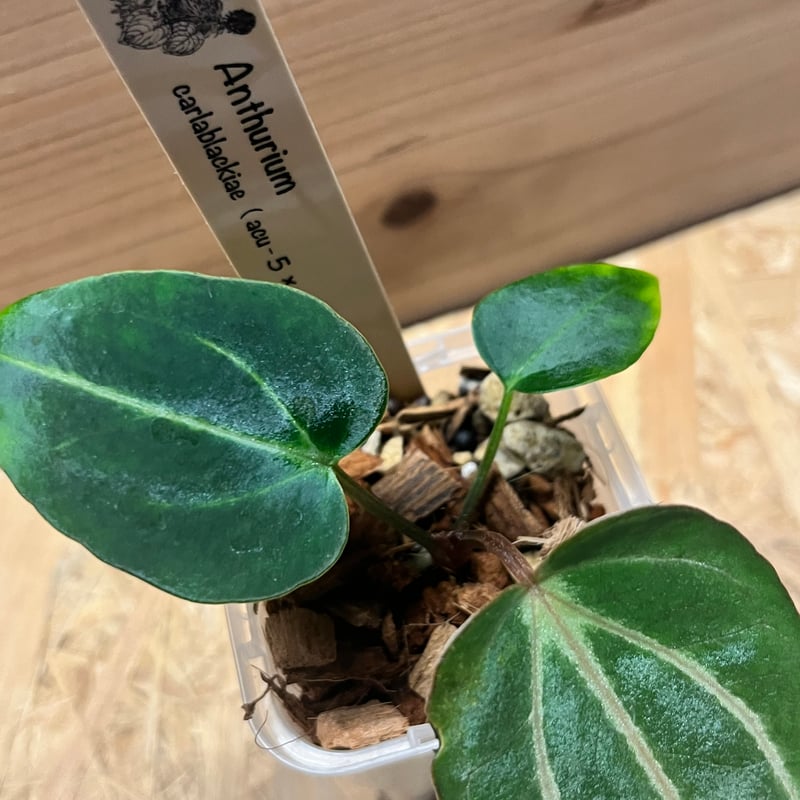 アンスリウム　カーラブラッキー アンスリウム カーラブラッキー ナロー | GREEN LUCK