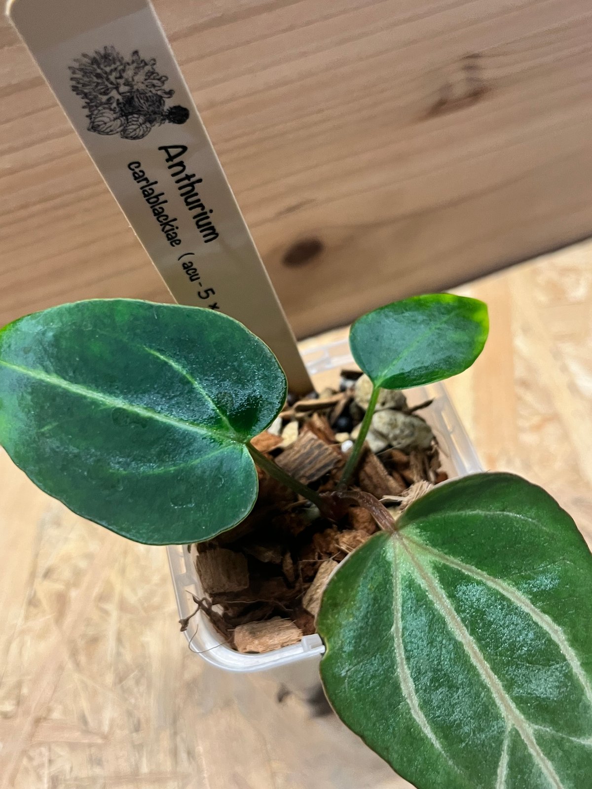 アンスリウム カーラブラッキー ナロー | GREEN LUCK