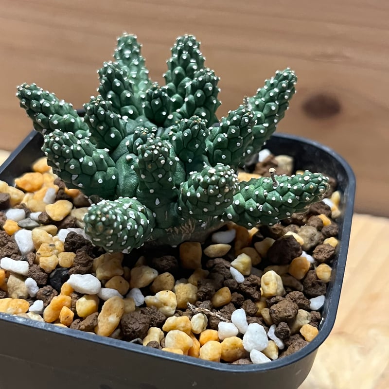 レア種 ユーフォルビア ガムケンシス 抜き苗 ② ユーフォルビア ガムケンシス② | X−PLANTS