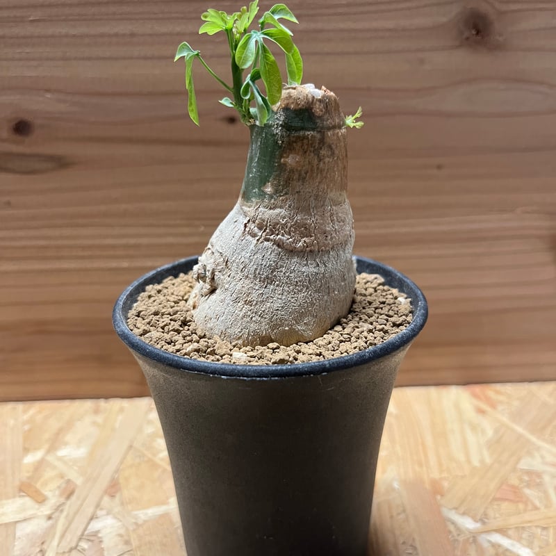 アデニア フルチコーサ2 スピノーサ グラウカ アデニア・スピノーサ（Adenia spinosa）の育て方、栽培記録