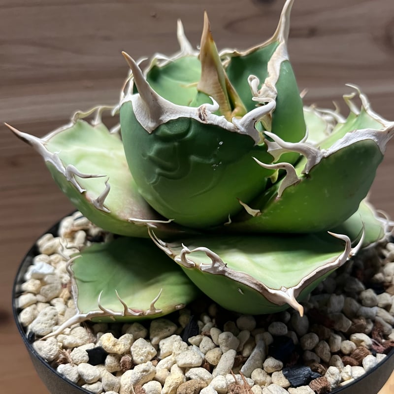 アガベ チタノタ MS-AZ 台湾毒刺血統 | GREEN LUCK