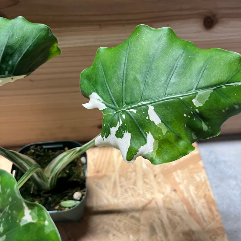 斑入りクワズイモ アロカシア オドラ オキナワシルバー | GREEN LUCK