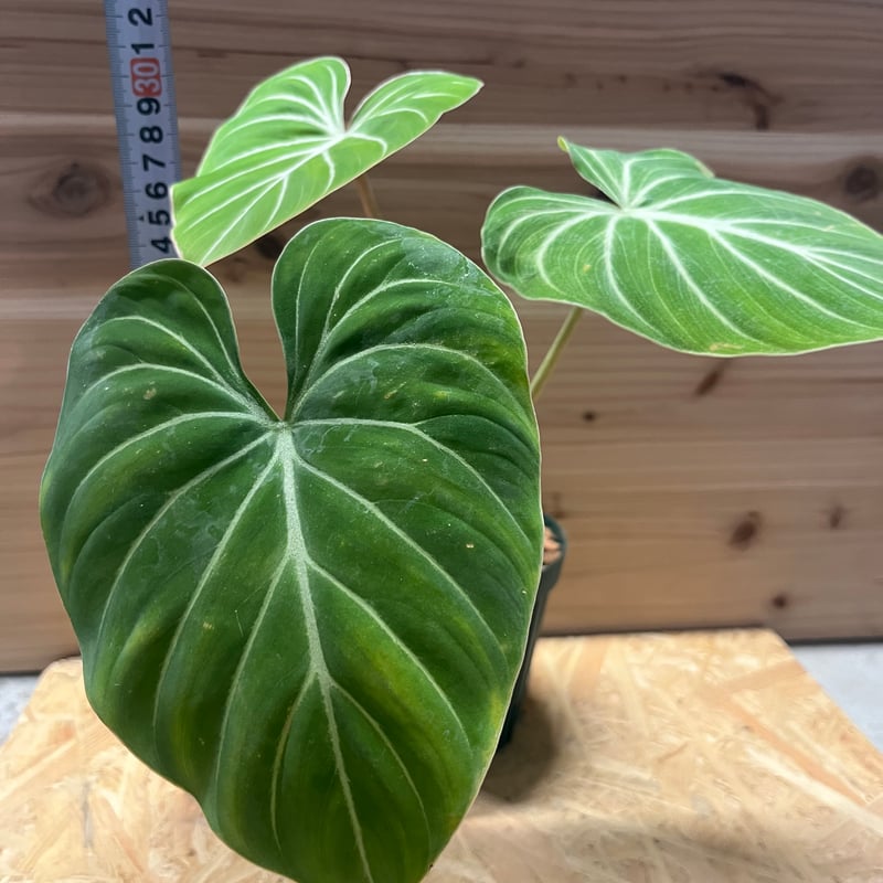 観葉植物【フィロデンドロン  グロリオーサム バリエガタ】激レア品種 現品 限定品 レア品種 観葉植物 熱帯植物 フィロデンドロン
