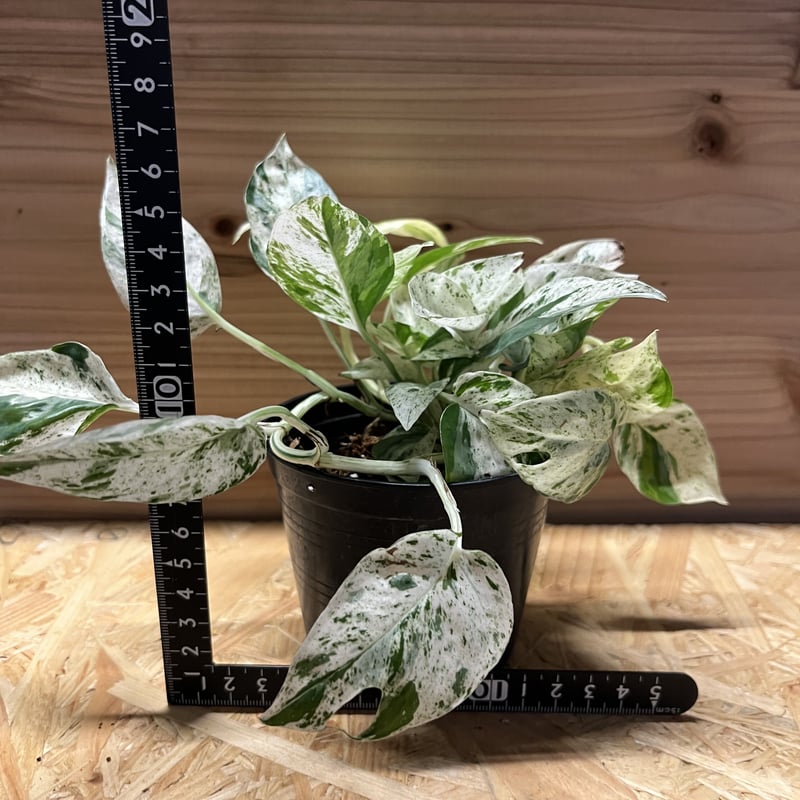 エピプレムナムピナツム エピプレムナム ピナツム 'マーブル' | GREEN LUCK