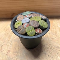 オペルクリカリア パキプス実生×かみ山陶器 | GREEN LUCK