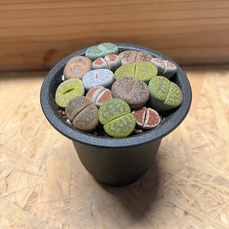 リトープス | STORES