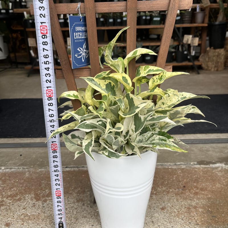 ポトス エクセレント | GREEN LUCK