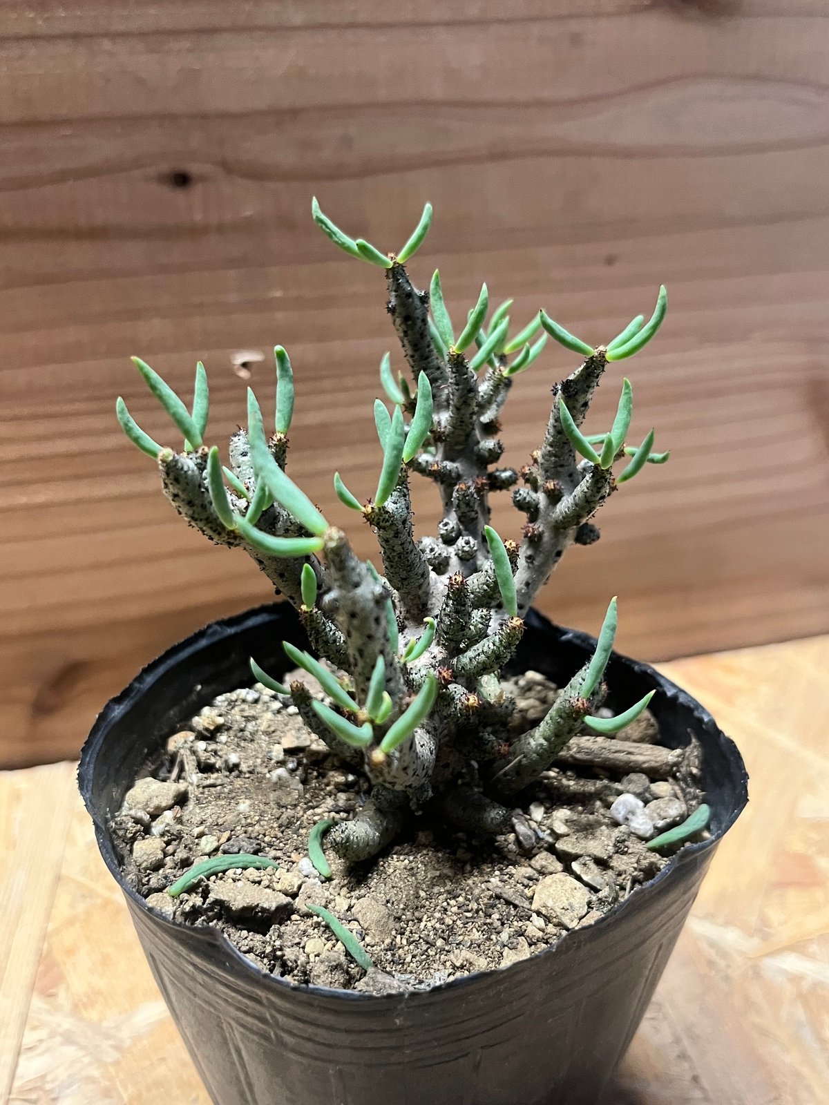 チレコドン　ブッコルジアヌス チレコドン ブッコルジアヌス | GREEN LUCK