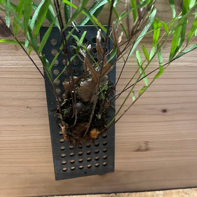 ドリナリア　リギデュラ ドリナリア リギデュラ | GREEN LUCK