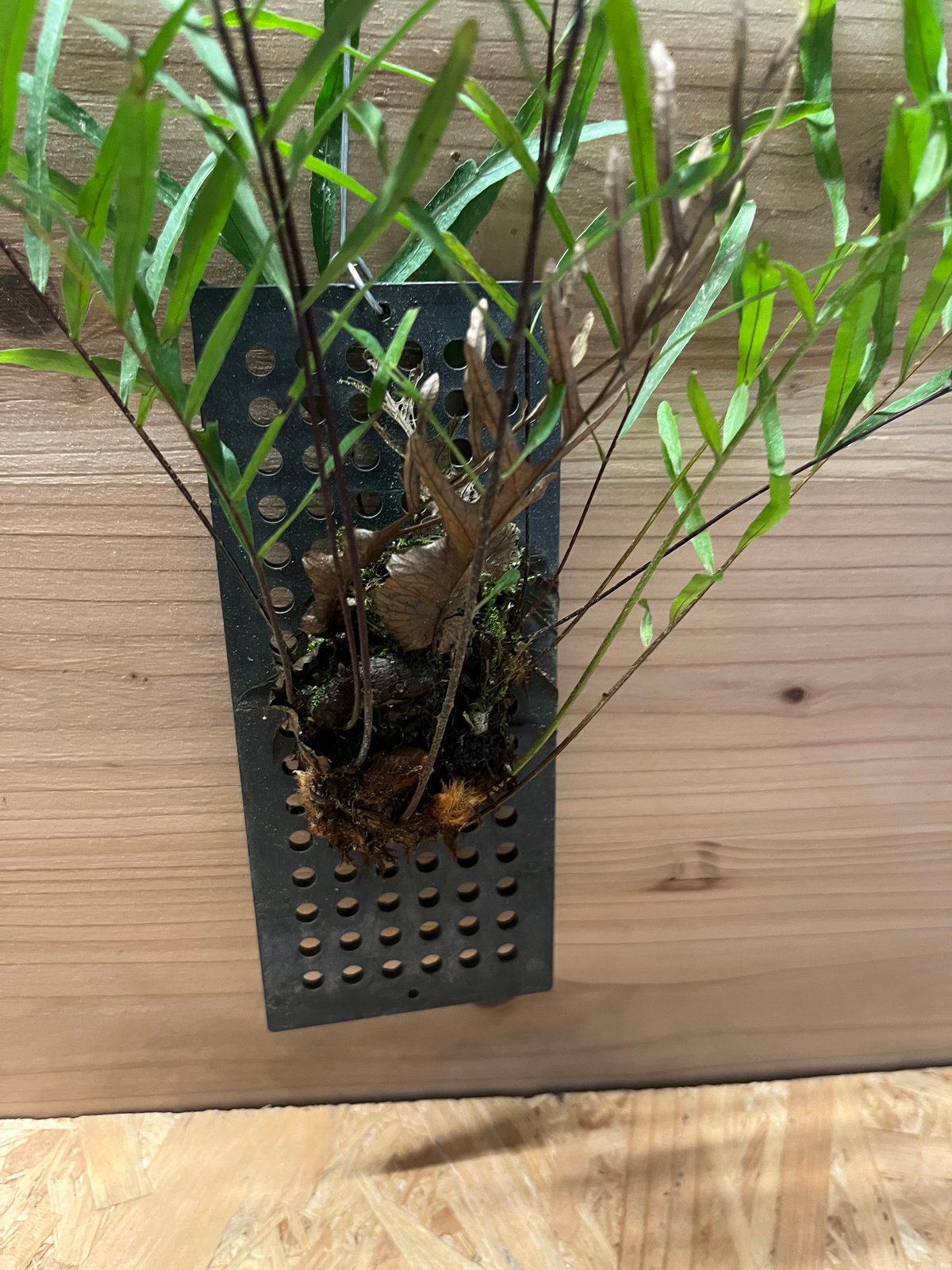 ドリナリア　リギデュラ ドリナリア リギデュラ | GREEN LUCK