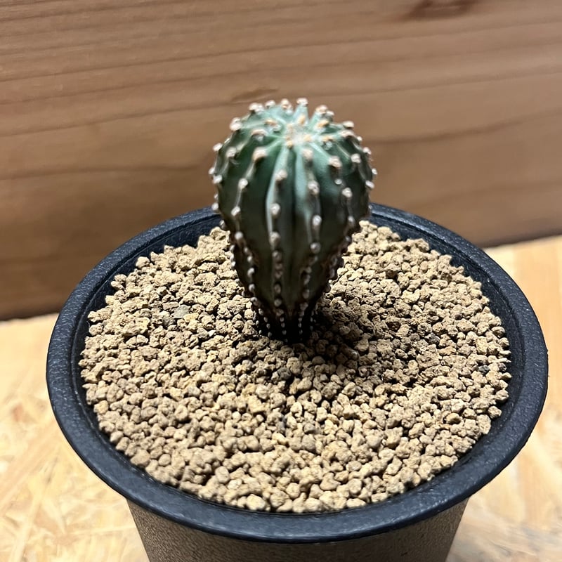 sensyuu ゲオヒントニア・メキシカーナ (二頭・台付）　抜き苗 sensyuu ゲオヒントニア・メキシカーナ (二頭・台付） 抜き苗