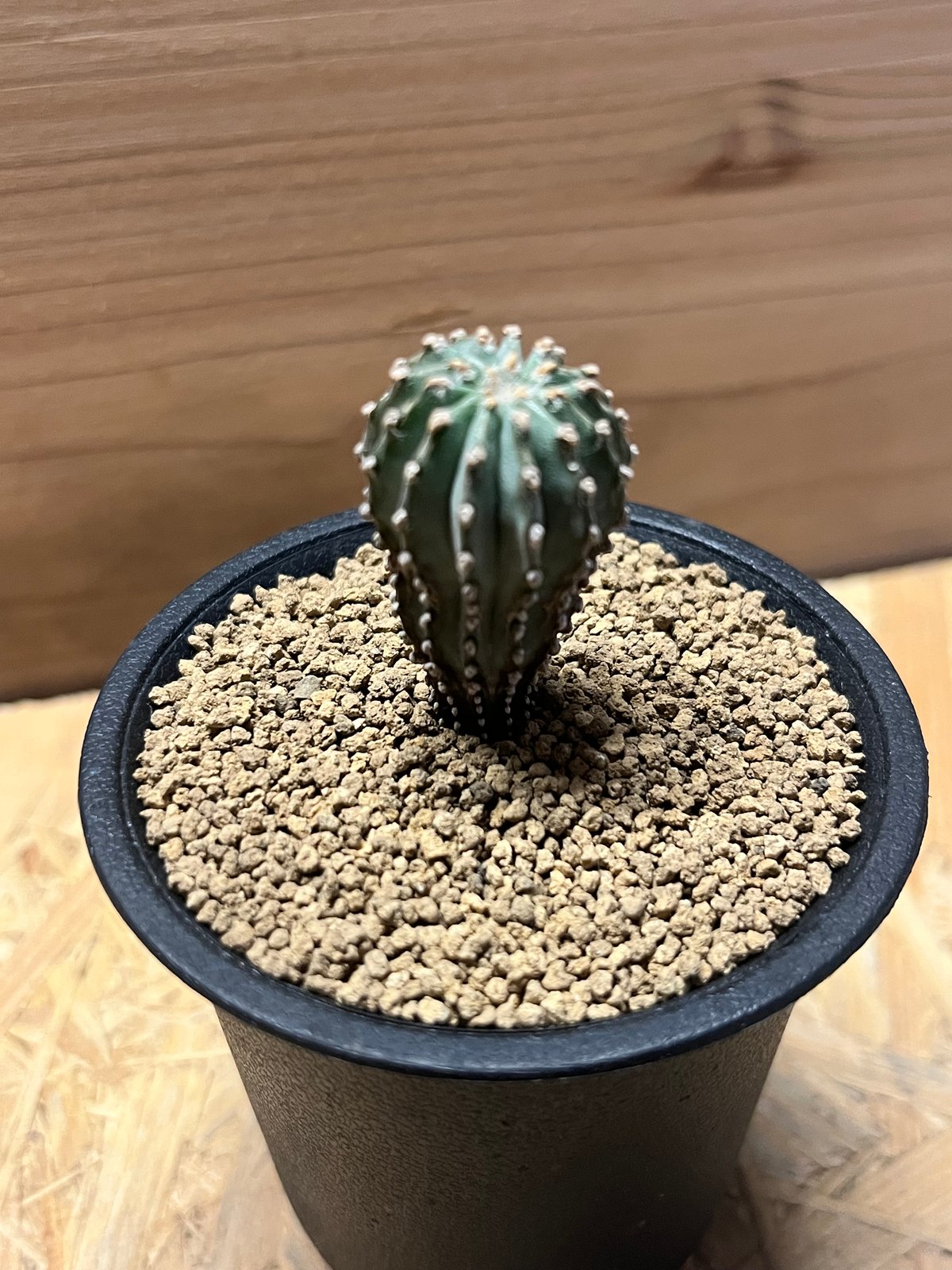 ゲオヒントニア メキシカーナ | GREEN LUCK