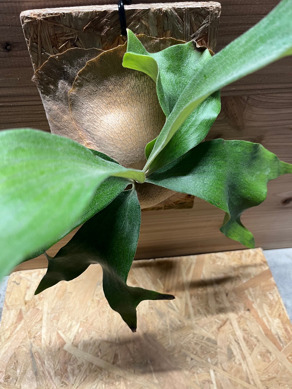 ビカクシダ ヒリー ンガサイ | GREEN LUCK