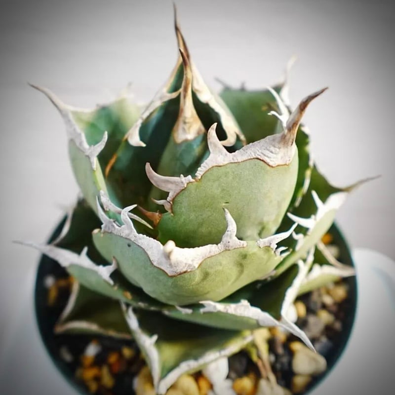 アガベ チタノタ 'NO NAME' 台湾ヤンチェン | GREEN LUCK