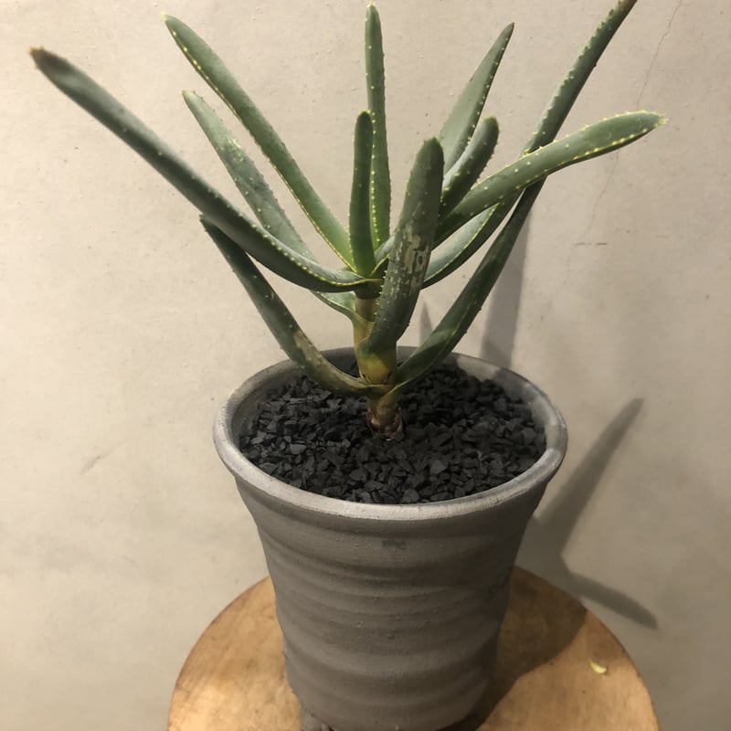 アロエ ディコトマ | GREEN LUCK