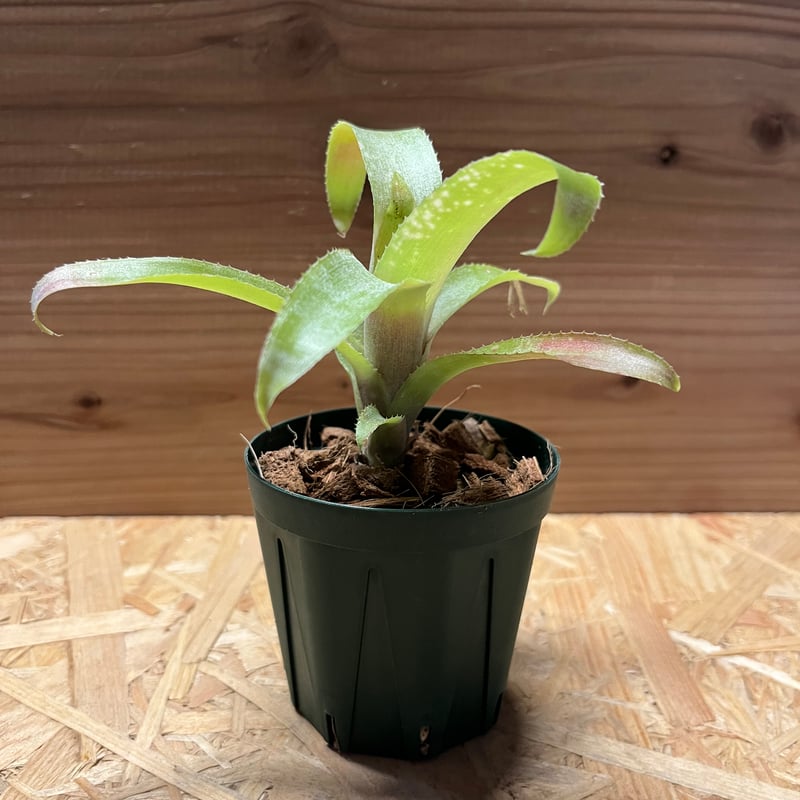 ビルベルギア オバケ | GREEN LUCK