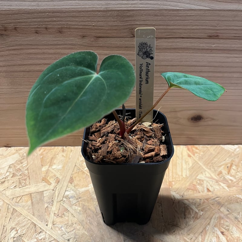 アンスリウム ホフマニーX Anthurium Hoffmanii x 🌱 Anthurium 'Hoffmanii' 【Indonesia type】🌱 フォルムは似