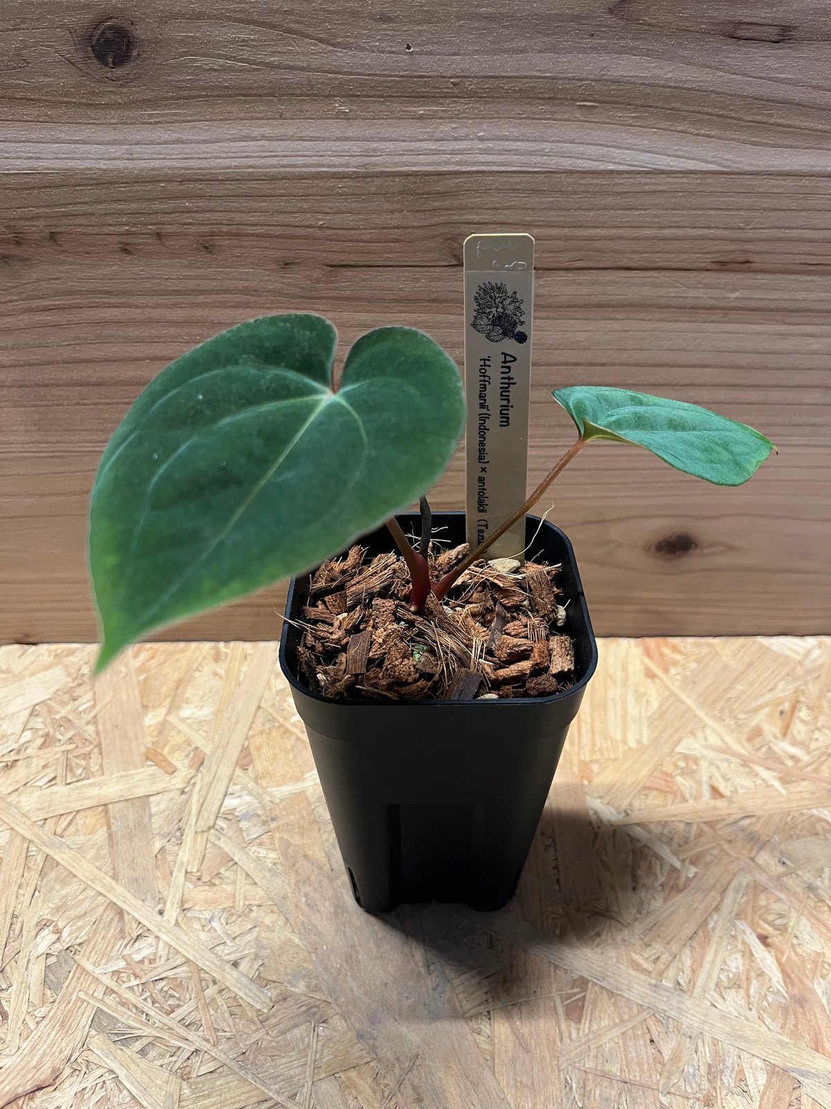 アンスリウム ホフマニーX Anthurium Hoffmanii x