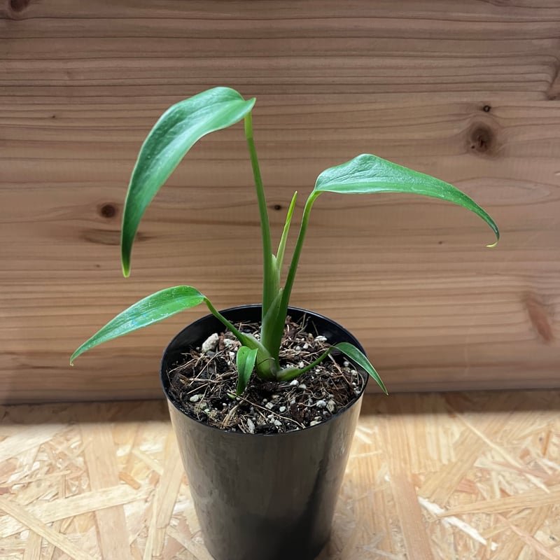 モンステラ ディラセラータ バールマルクスフレーム | GREEN LUCK