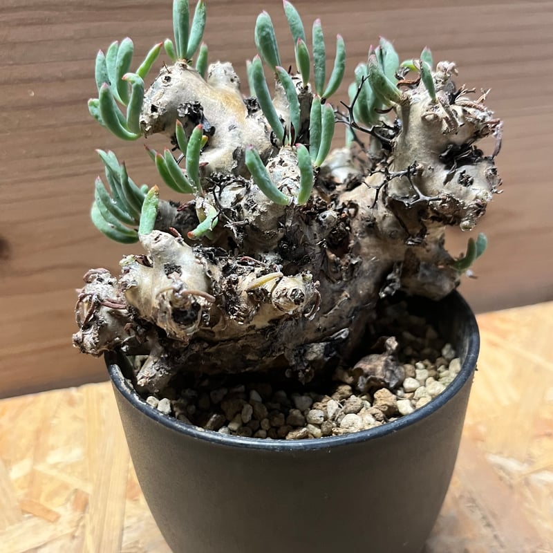 万物想　チレコドン・レティキュラーツス チレコドン レティキュラーツス 万物想 | GREEN LUCK