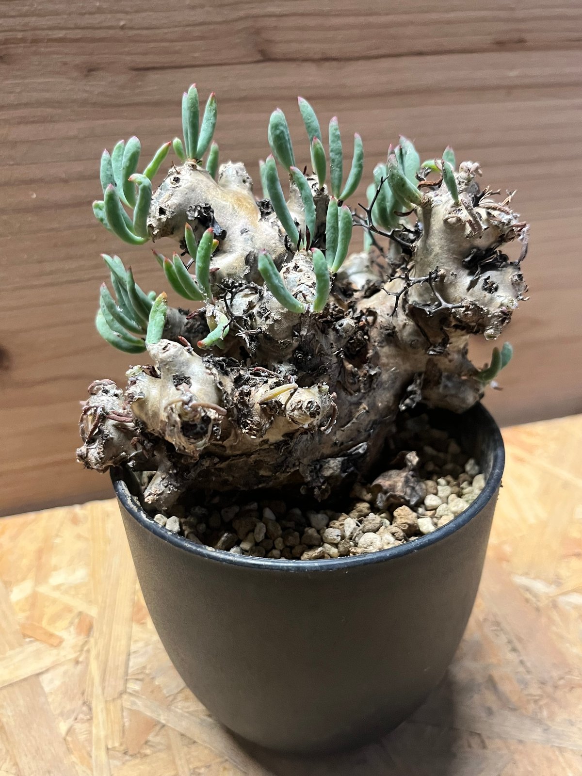 チレコドン レティキュラーツス 万物想 | GREEN LUCK