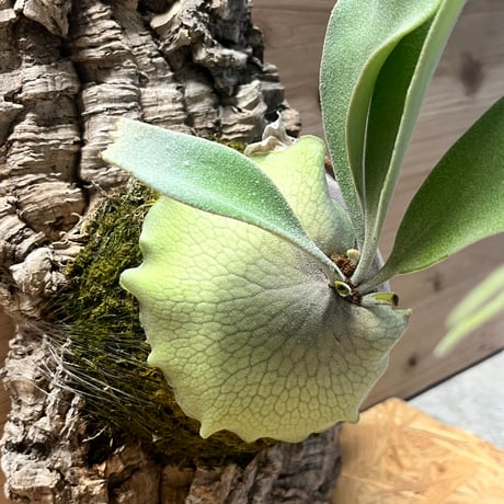 CO　ビカクシダ　２種セット ビカクシダ | STORES