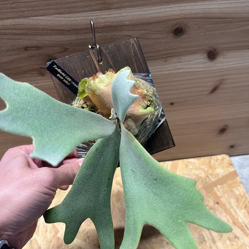 ビカクシダ ウィリンキー リトルクラウン スポアセレクト