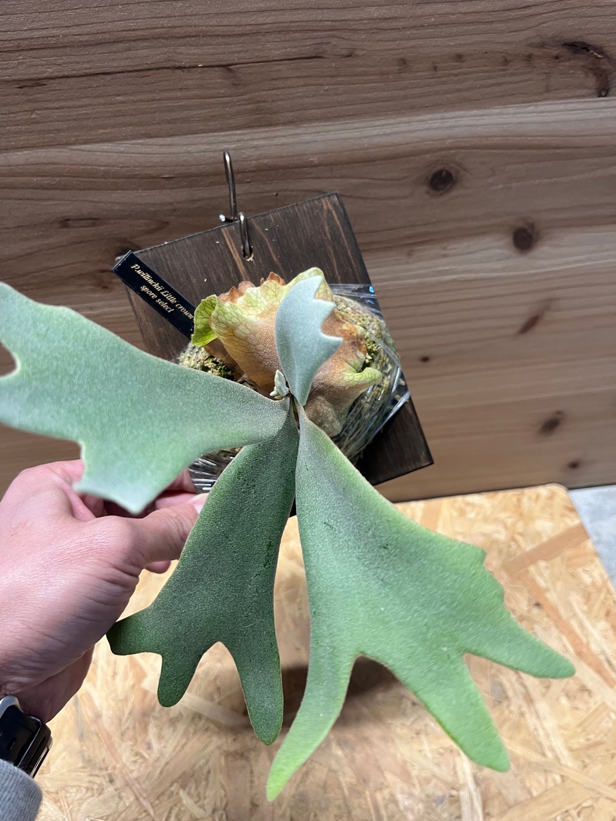 ビカクシダ　リトルクラウン胞子体① Mew spore little crown dwarf 胞子体 タグ付き - メルカリ