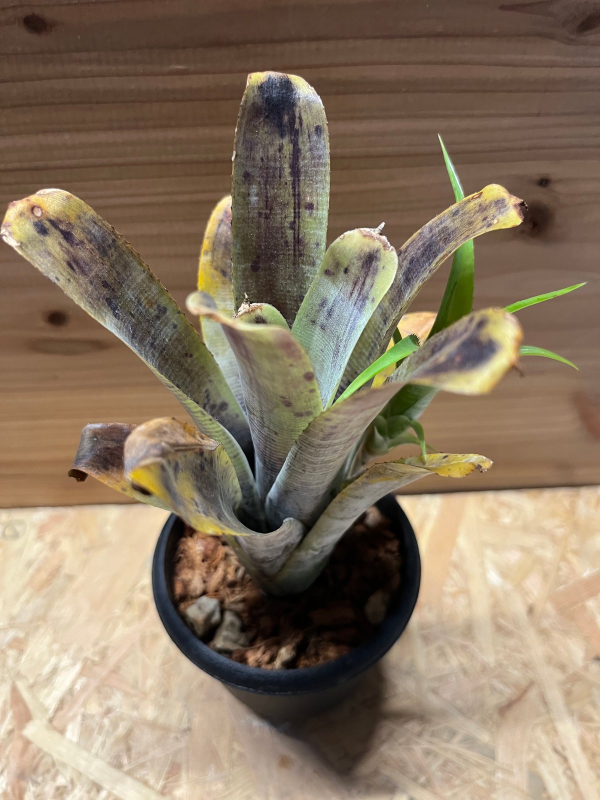 群生 ネオレゲリア パウシフローラ ネオレゲリア パウシフローラ ホワイトフォーム | GREEN LUCK