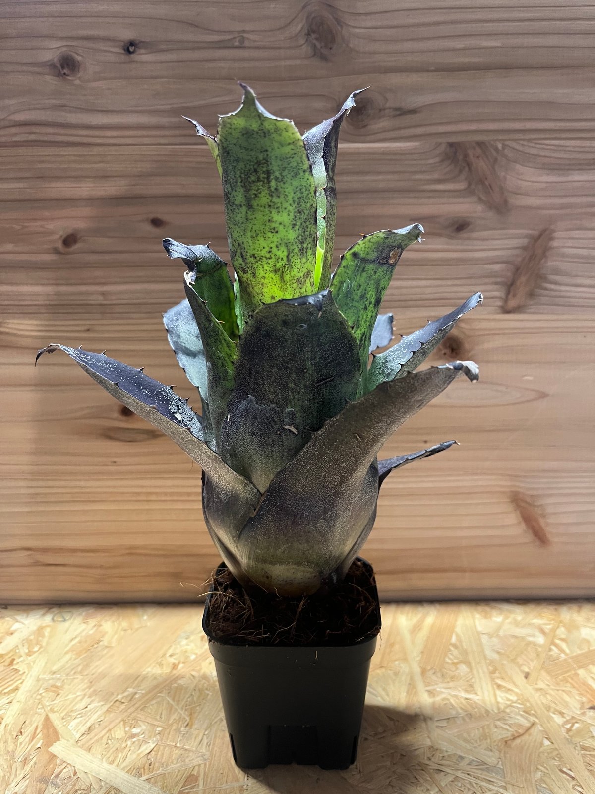 ホヘンベルギア レオポルドホルスティ ブラックフォーム | GREEN LUCK